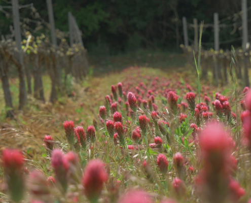 amaurigue-wine-bloemen